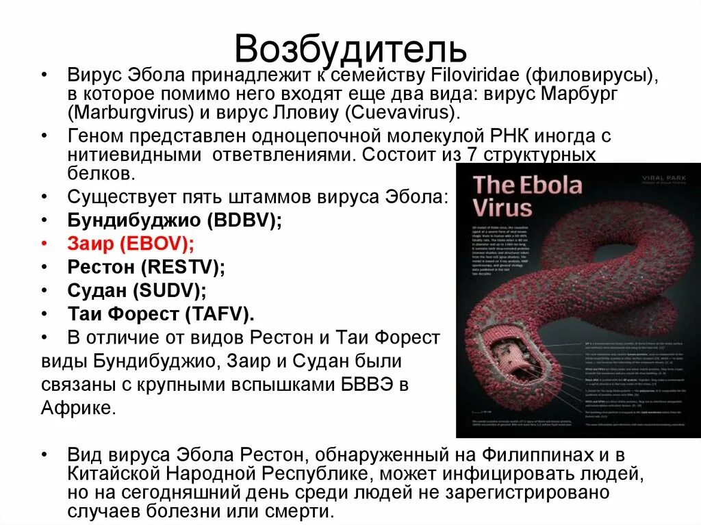 Геморрагическая лихорадка вирус. Вирус эбола структура. геморрагическая лихорадка эбола (филовирусы ebola virus);. вирус марбург (геморрагическая лихорадка).