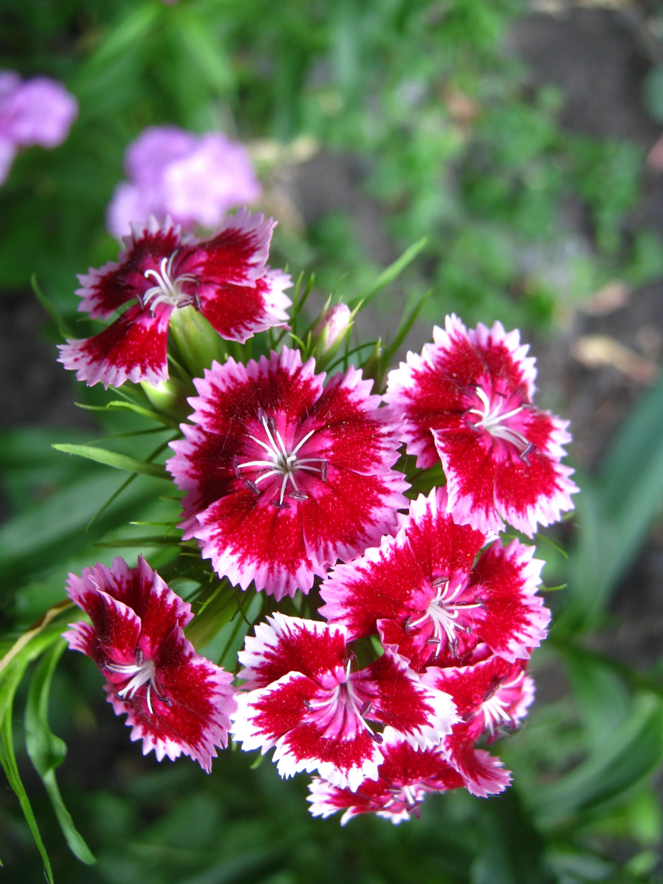 Гвоздика бородатая - Dianthus barbatus. Садовая гвоздика (Dianthus caryophyllus). Гвоздика Барбатус махровая. Гвоздика перистая Шугар Плам. Цветы турецкой гвоздики