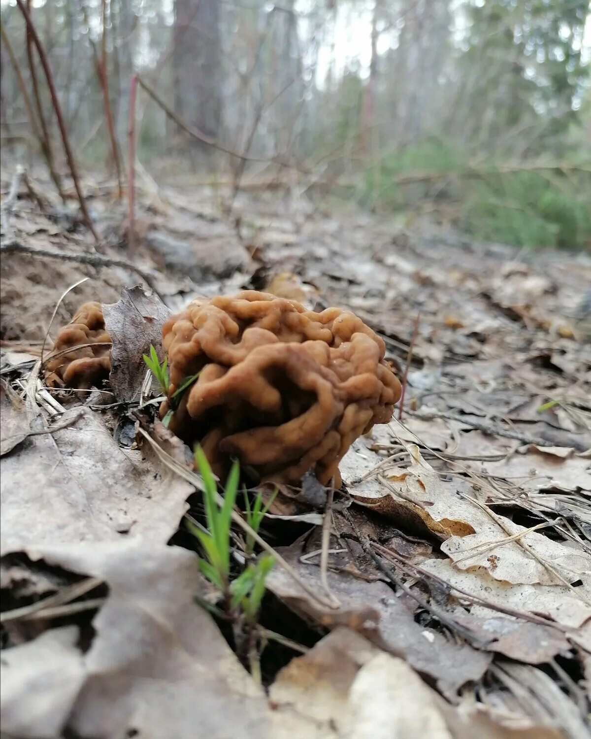 Первый гриб после зимы. Сморчок. Первые грибы. Весенние грибы. Ранние грибы.