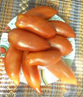 Минусинский кистевой томат отзывы