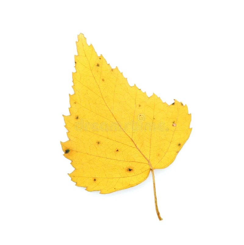 Листок березы золотистой пчелкой. Березовый листок. Осенние листья березы. Желтый листик на белом фоне. Лист березы осень на белом фоне.