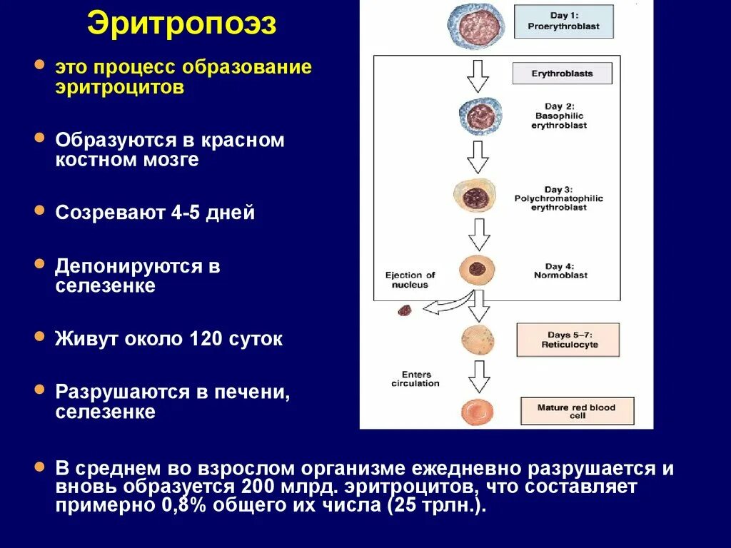 Сколько хромосом в эритроците. Процесс образования клетки эритроцитов. Процесс образования эритроцитов схема. Механизм формирования клеток крови в костном мозге. Стадии образованияритроцита.