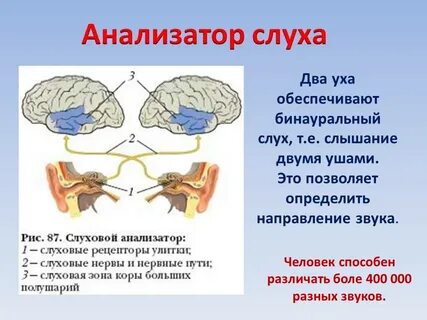 Рецептор это в биологии 8 класс