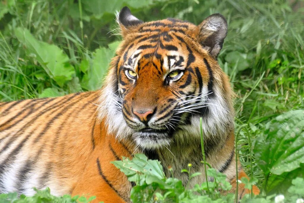 Суматранский тигр. Суматранский тигр и Амурский тигр. Суматранский тигр [Panthera Tigris sumatrae]. Суматранский тигр вес. Внешний вид тигров