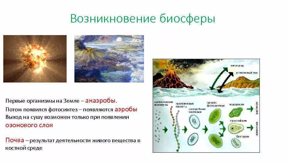 Первыми организмами на земле были. Возникновение биосферы на земле. появление и развитие жизни на земле в биосфере. эволюция биосферы зарождение жизни. возникновение жизни на земле по биологии.