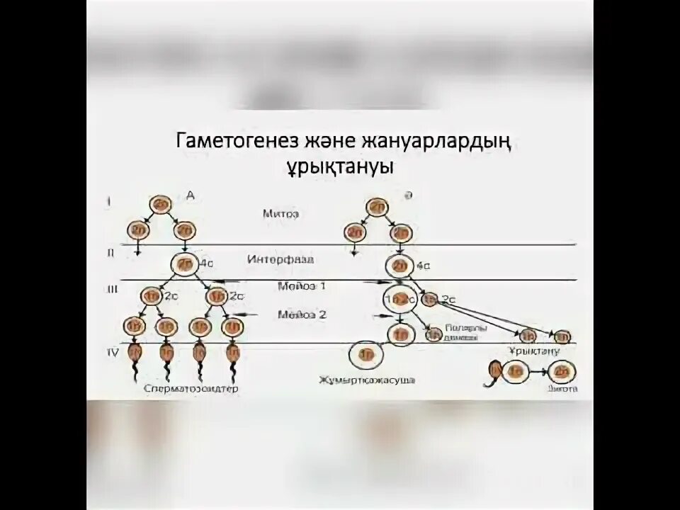 Гаметогенез тест 10