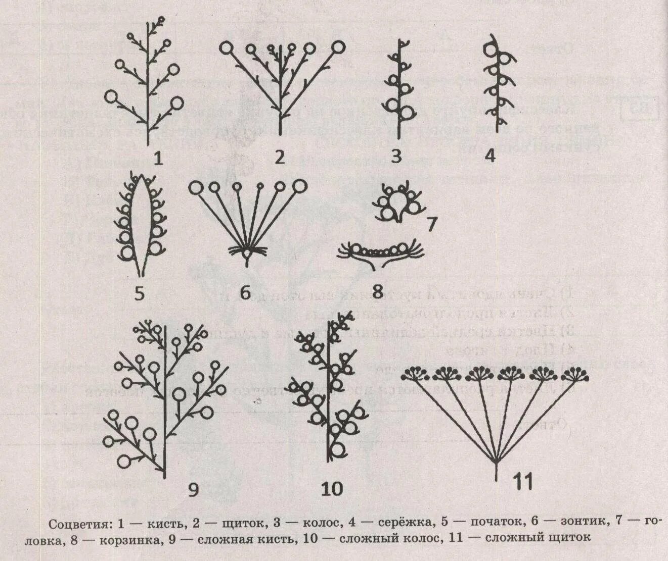 Тест цветок соцветие 6 класс биология. Мутовка соцветие. Соцветие мутовка схема. Ложная мутовка соцветие.