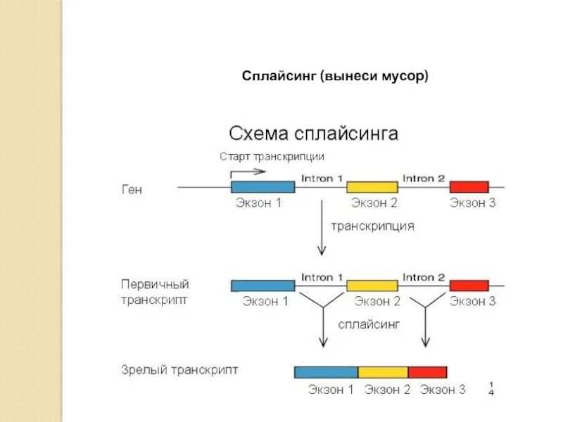 Транскрипция мутация. Схема сплайсинга РНК. Сплайсинг Гена. Механизм сплайсинга эукариот. Сплайсинг РНК У эукариот происходит.