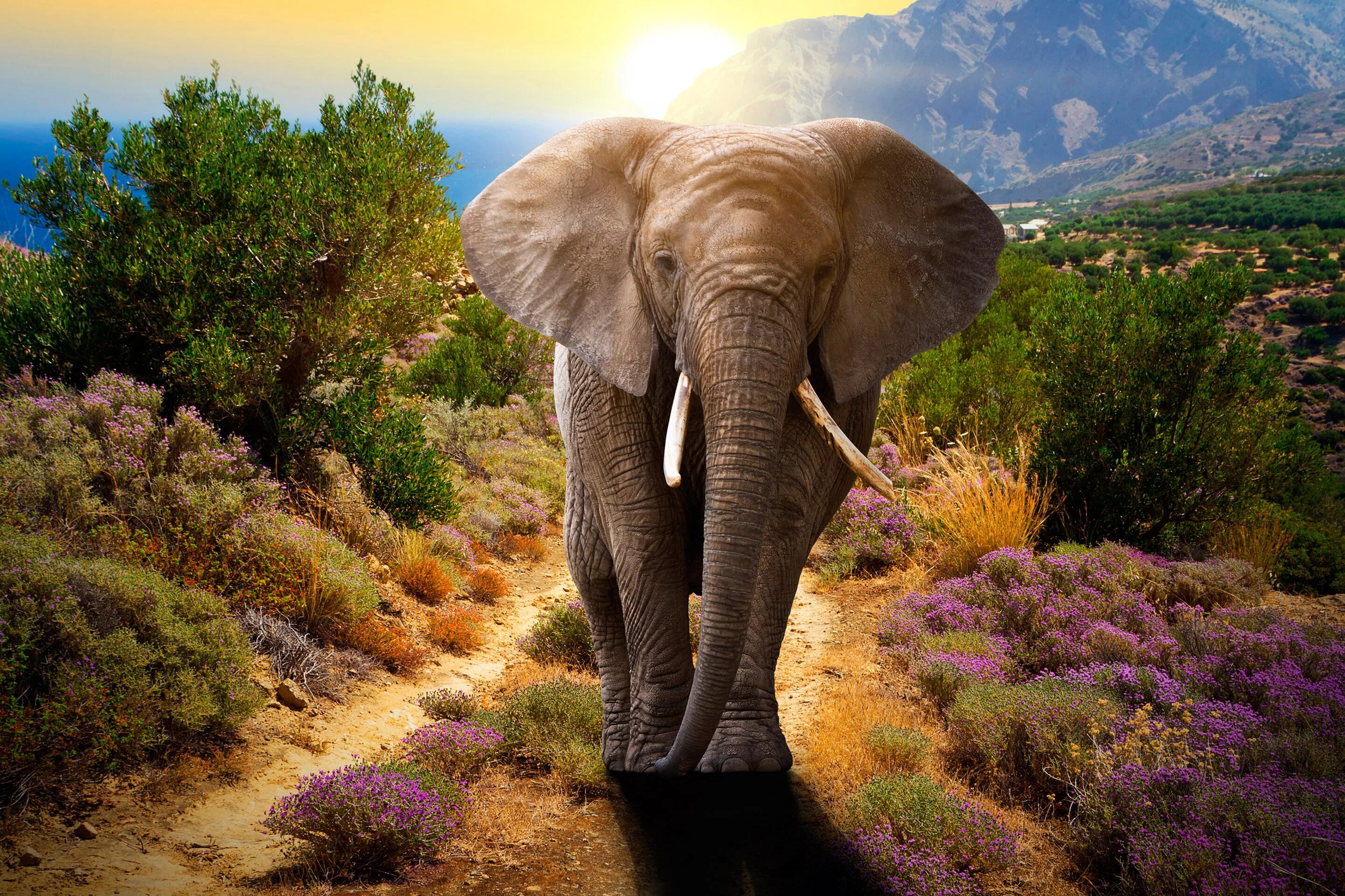 Слон на заставку телефона. Слон. Красивый слон. Слон в природе. Африканский слон.