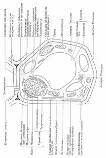 Раскраска Раскраска растительной клетки с элементами: клеточная стенка, мембрана