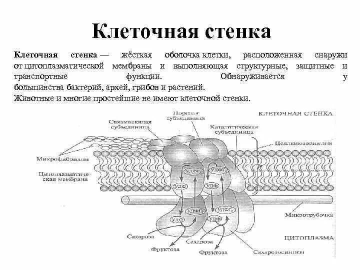 Какова роль клеточной оболочки