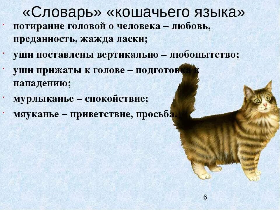 Выучить язык кошек. Словарь кошек. Язык кошек мяуканье. Язык кошек словарь. Как переводится кошки