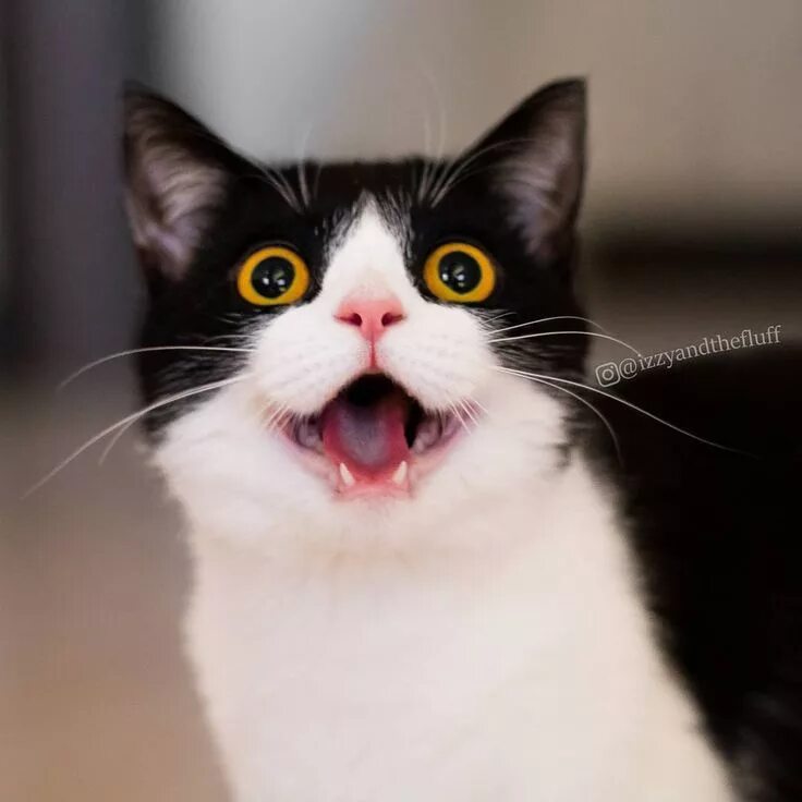 Кот который открывает рот. Кот с открытым ртом. удивленный котик. кошка открыла рот. смешная морда кота.