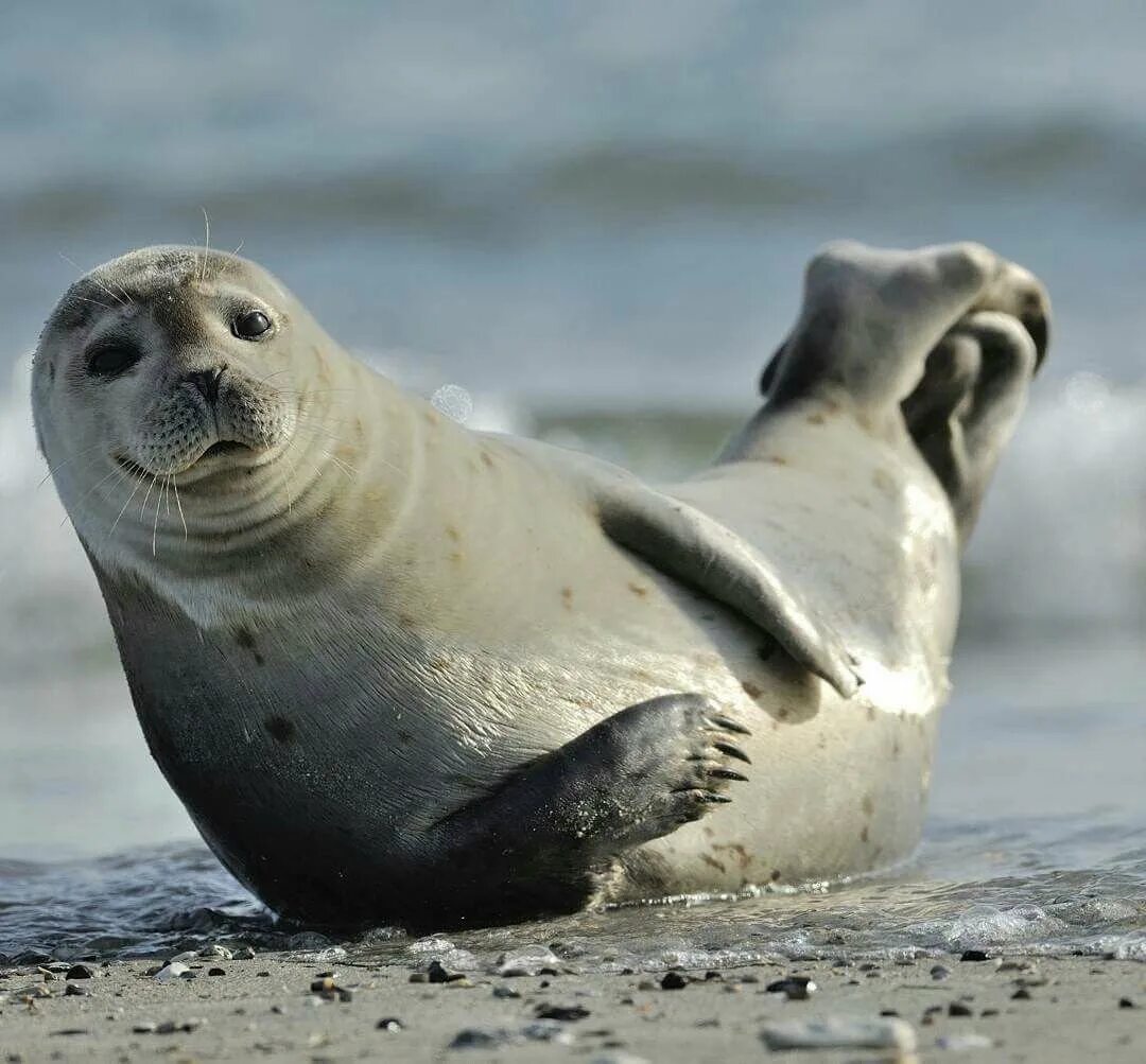 Tulen store. Seal тюлень. Обыкновенный тюлень (phoca vitulina). Обыкновенный тюлень Европейский подвид. Морской котик взрослый.