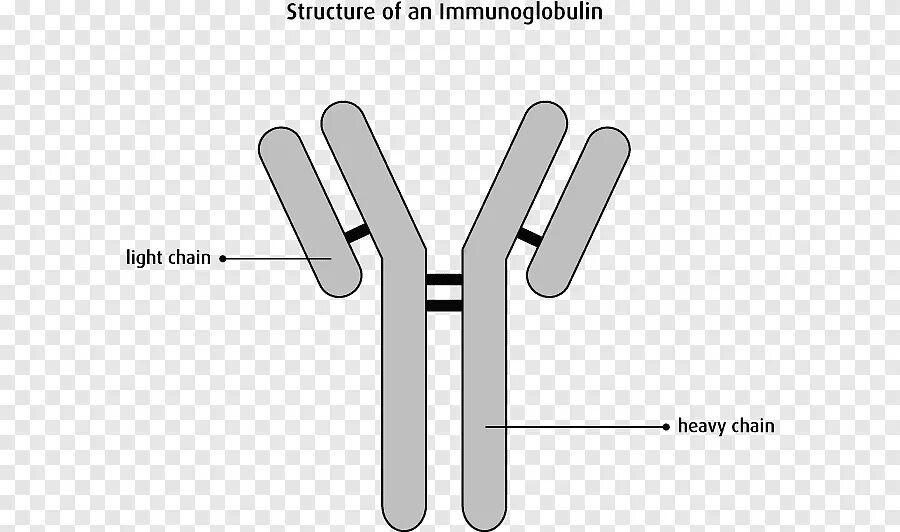 Иммуноглобулин подросткам. Каппа цепи иммуноглобулинов. Структура иммуноглобулина g. Иммуноглобулин изображение. Антитела иммуноглобулины.