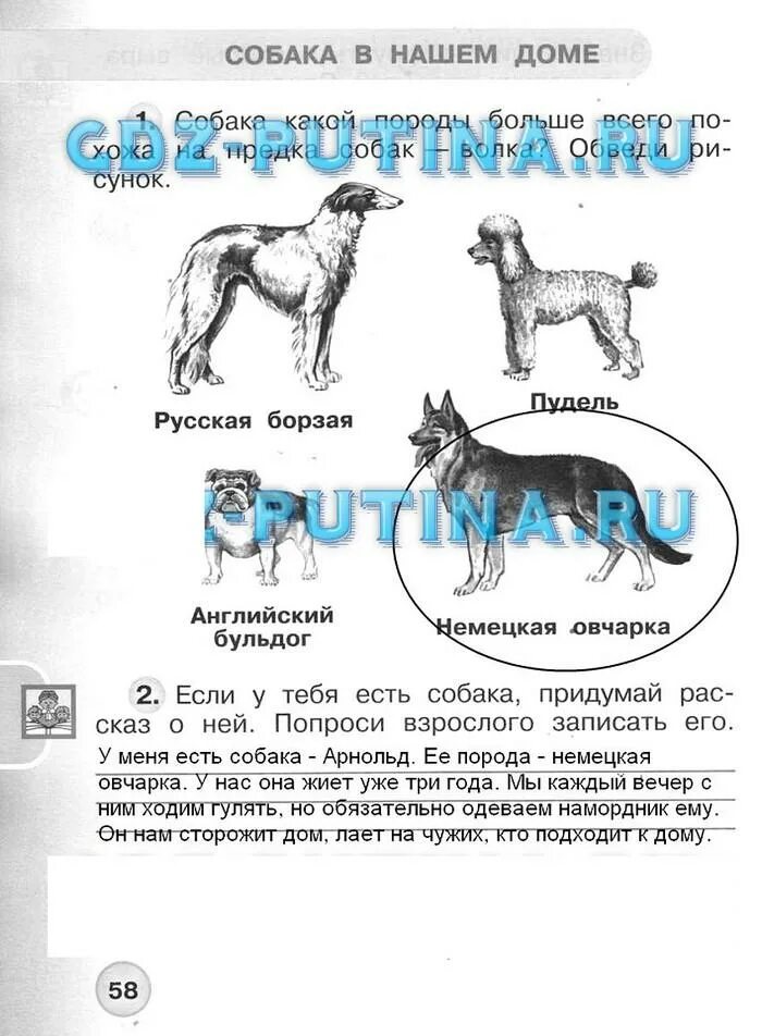 Окр мир стр 58. Окружающий мир рабочая тетрадь а а Плешаков 1 часть страница 58. Окружающий мир 1 класс рабочая тетрадь Плешаков 1 часть ответы стр 58. Окружающий мир 1 класс рабочая тетрадь 1 часть стр 58-59 ответы. Окружающий мир рабочая тетрадь Плешаков 1 класс 1 часть стр 58.