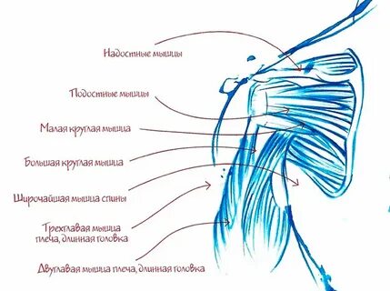 Дельтовидная мышца плеча лечение