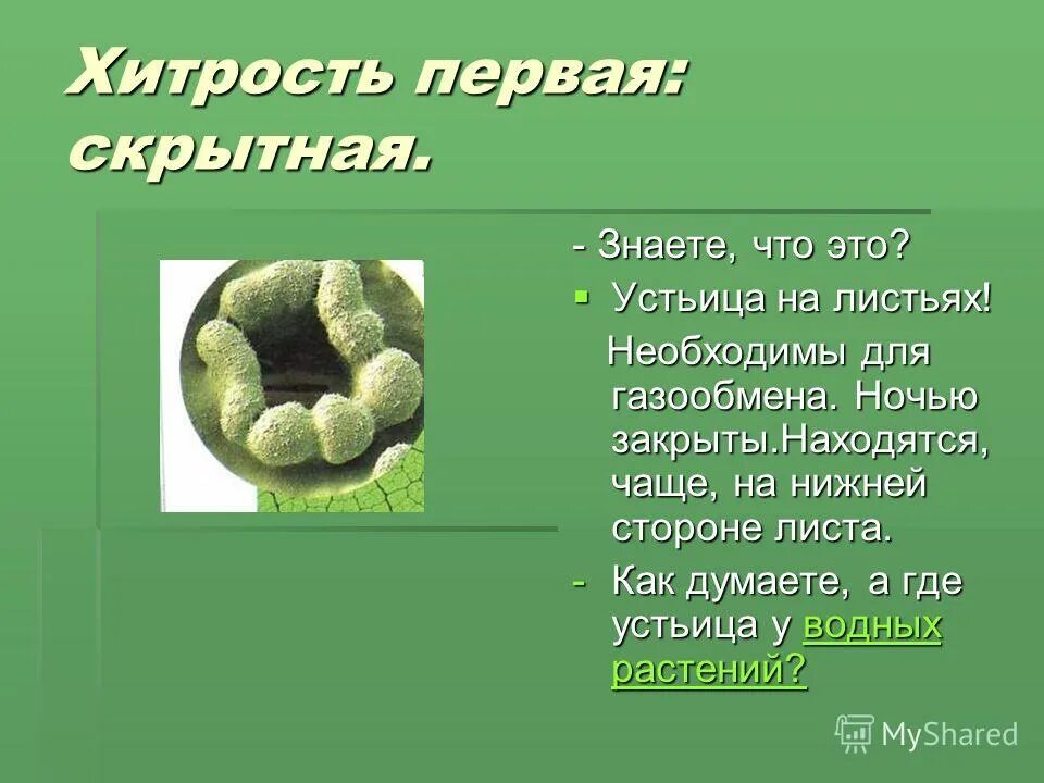 Функции устьица биология 6. Расположение устьиц на листьях растений. Расположение устьиц у растений. Строение листа растения устьица. Строение листа кувшинки.