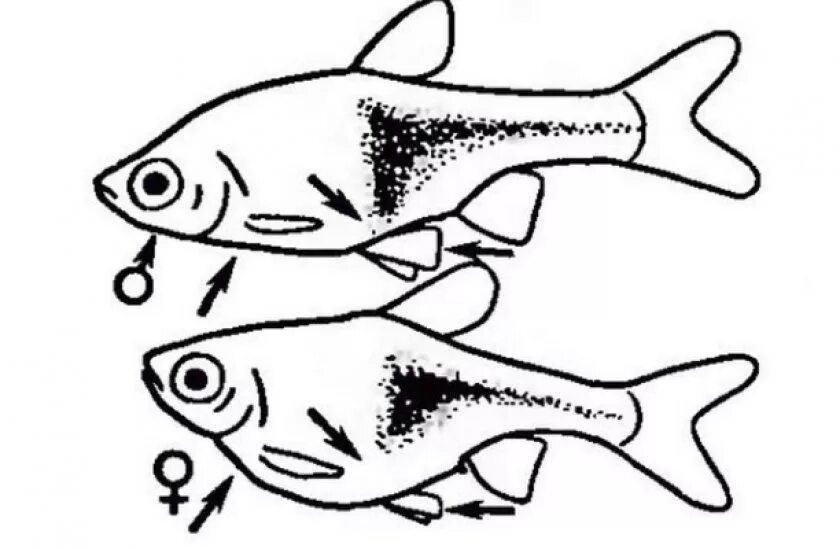 Как отличить рыбок самца от самки. Расбора гетероморфа клинопятнистая. Рыбка расбора самец самка. Расбора гетероморфа (клиновидная). Клинопятнистая расбора самки.