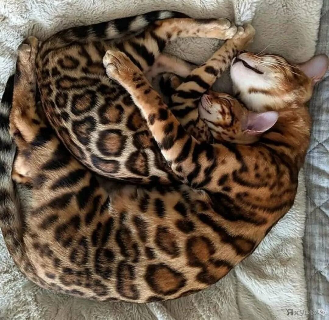 Бенгальская сколько живут. Бенгальская кошка. Бенгальская короткошерстная бенгал. Бенгальский леопардовый кот. Леопардовая кошка порода Бенгальская.