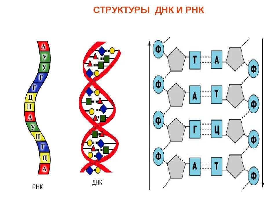 Какого структура днк. Схема строения ДНК И РНК. Структура ДНК И РНК. Схема структуры ДНК И РНК. Строение молекулы ДНК И РНК.