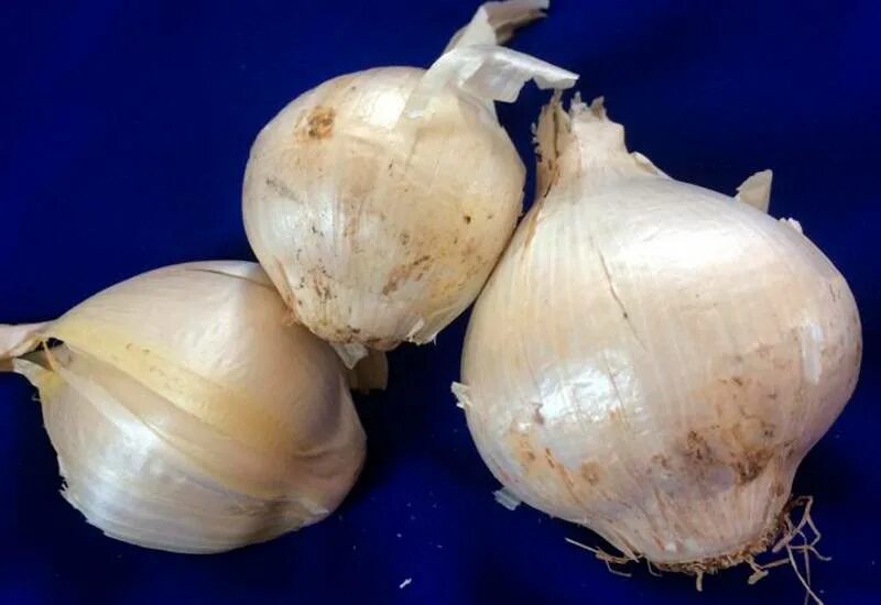 Аллиум неаполитанский. Аллиум остара. Луковичные аллиум. Аллиум рокамболь. Лук аллиум.