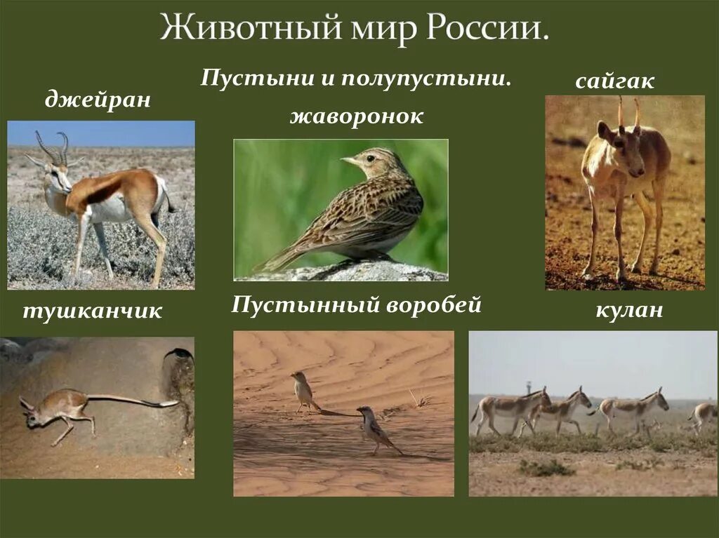 Пустыни и полупустыни России животный мир. Растительный и животный мир полупустынь в России. Животные зоны пустынь и полупустынь России. Какие животные обитают в пустынях и полупустынях