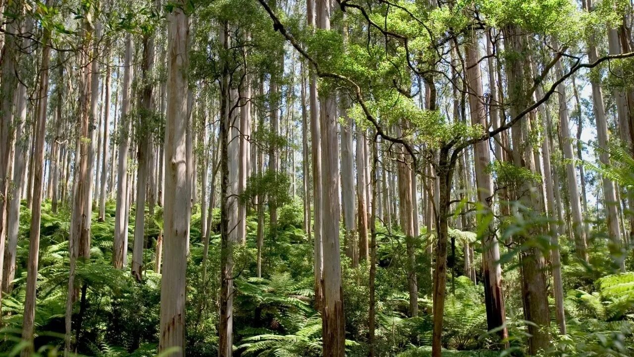 Зона влажных лесов австралии. Эвкалиптовый лес в Австралии. Жестколистные вечнозеленые леса Австралии. Эвкалиптовые леса Португалии. Эвкалипт царственный Тасмания.