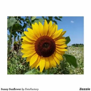Подсолнух в качестве