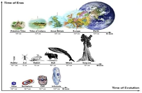 Life on earth