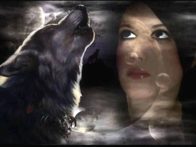 Воющий волк. Красивый волк. Хоть волком вой песня. Хоть волком вой песня. Волк одиночка.