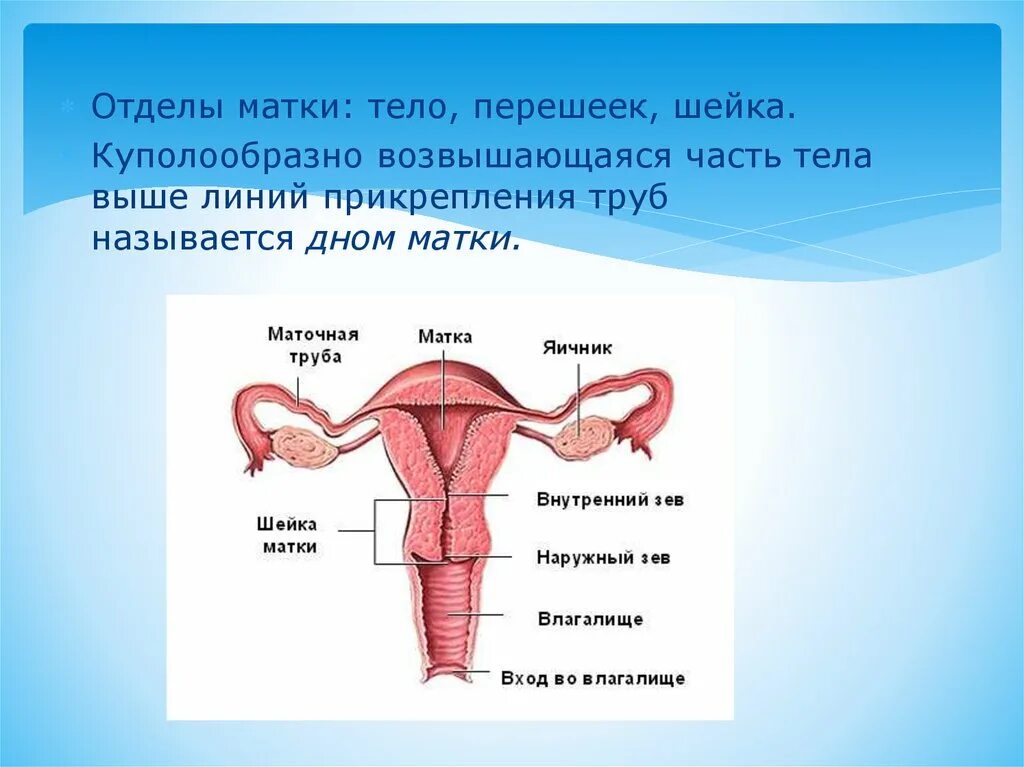 Матка 37 мм. Строение шейки матки перешеек. Анатомическое строение тела матки. Перешеек матки анатомия. Матка тело перешеек шейка.