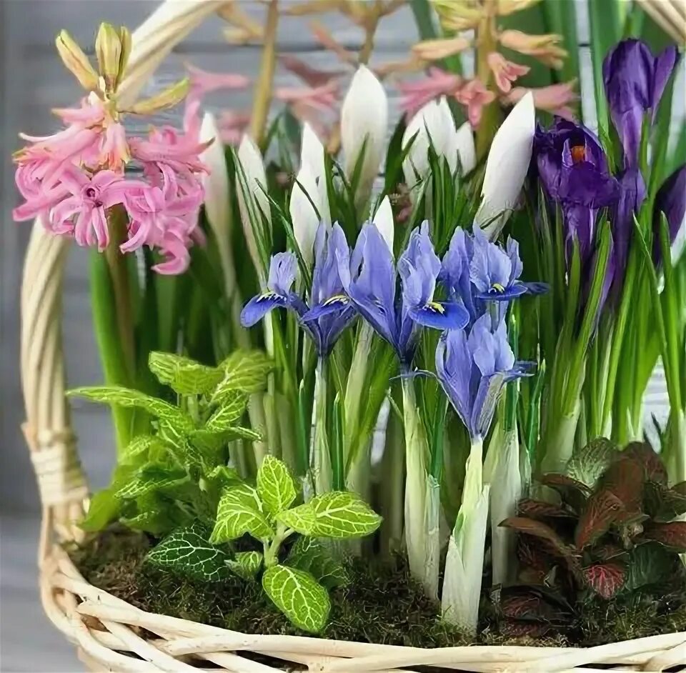 Tulipa 'Claudia', 'Carnival De Nice' (Tulip), Hyacinthus Spring bulbs, Planting 