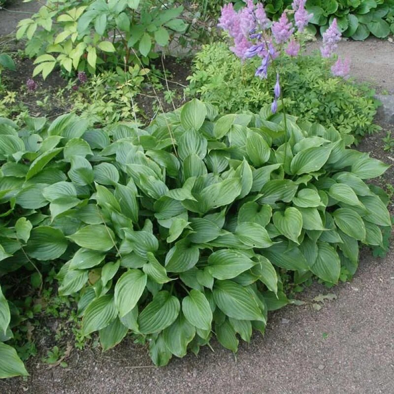 Хоста полив как часто. Хоста ventricosa. хоста вздутая. хоста вздутая (hosta ventricosa). хоста вздутая сорта.