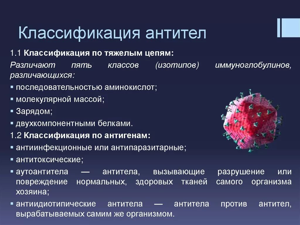 Классификация, строение, функции иммуноглобулинов. Антитела структура классификация функция. Антитела. Классификация антител. Классификация иммуноглобулинов иммунология. Свойства иммуноглобулинов