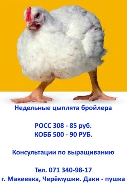 Бройлер росс 308 описание фото отзывы. Бройлер кобб 500. бройлер кобб 308. бройлер росс 308. кобб росс бройлеры.