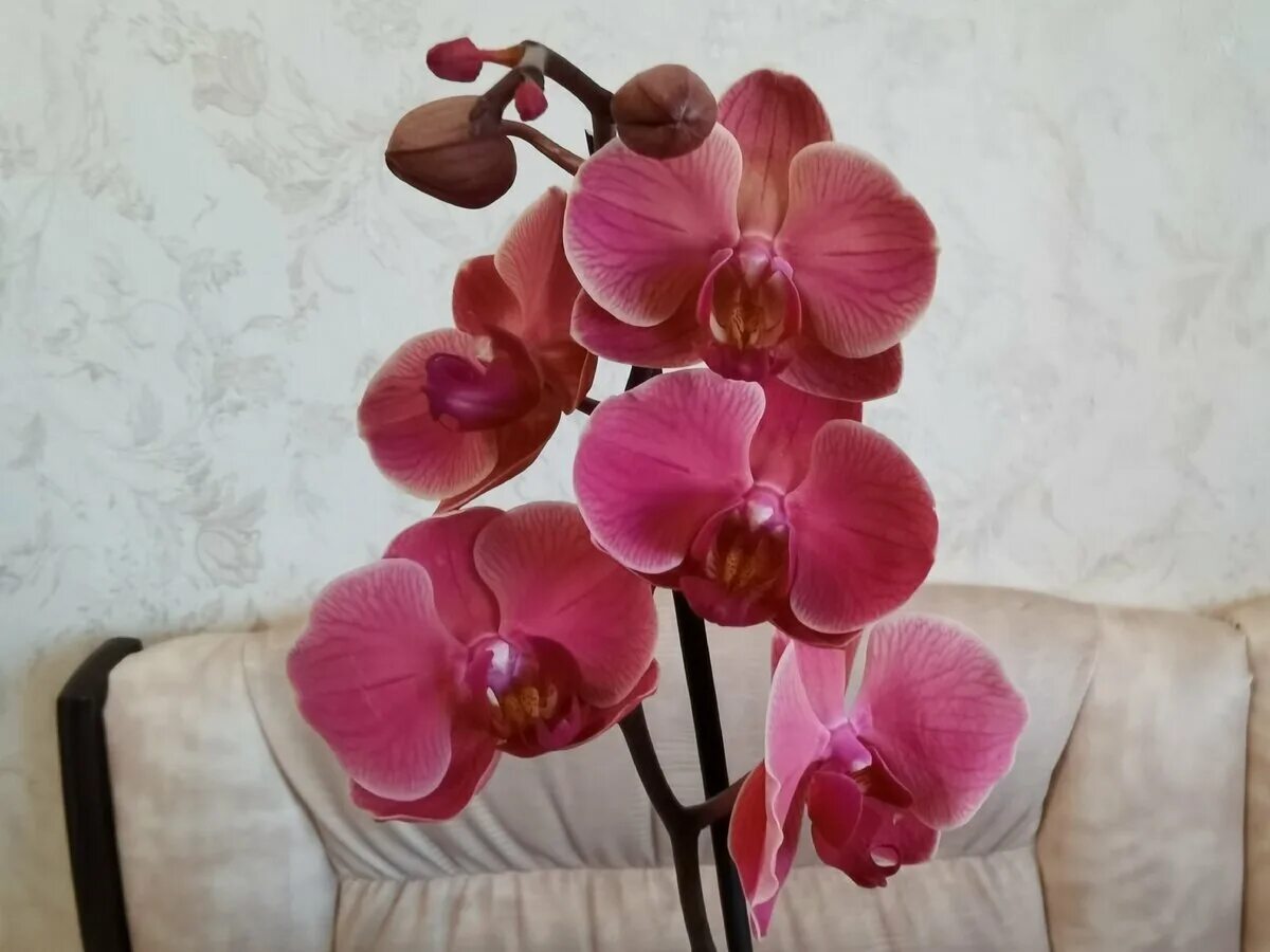Anthura narbonne орхидея. Асеан коралл орхидея. Фаленопсис asian coral. Нарбонна орхидея фаленопсис. Фаленопсис азиан коралл.