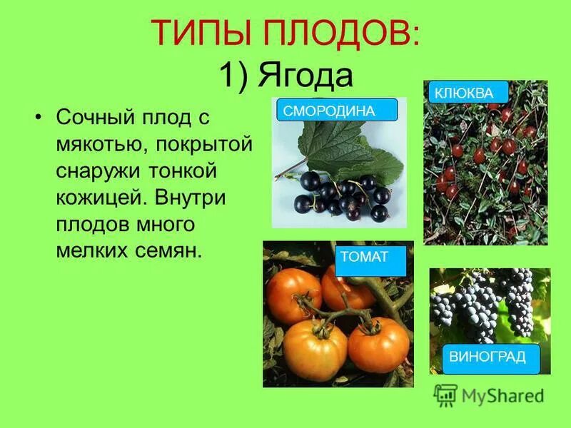 Тип плода плод характеристика примеры лекционный курс Стр 8