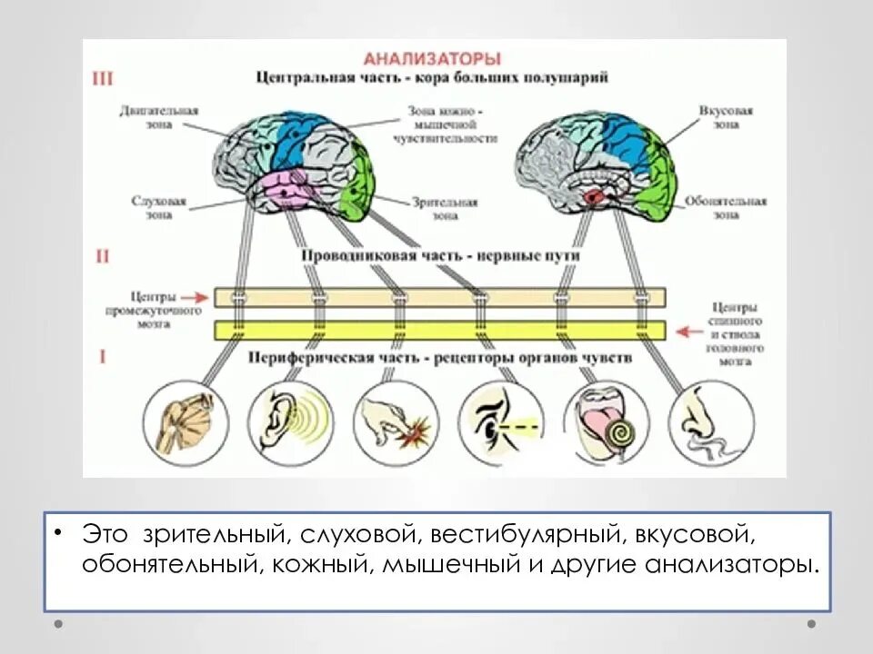 Схема строения сенсорной системы анализатора. Анализаторы строение анализатора. Схема мышечного анализатора человека. Строение анализатора анатомия. Что входит в состав анализаторов биология