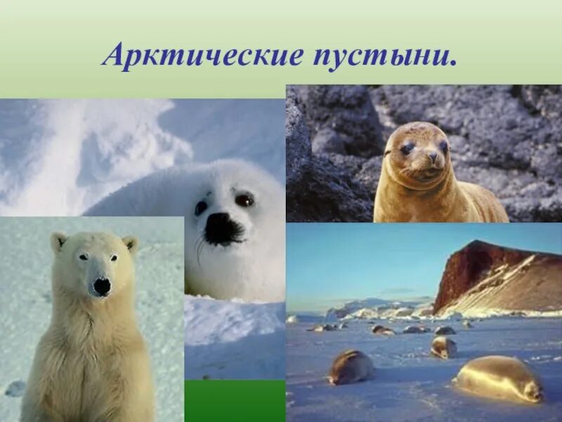 Арктическая зона северной америки. Зона арктических пустынь животные. Арктические пустыни животные. Животный мир арктической пустыни. Животный мир арктических пустынь Северной Америки.