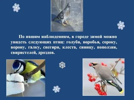 Приборы необходимые для наблюдения за жизнью синицы