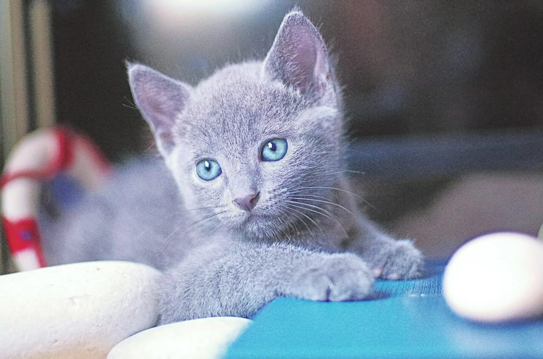 Коты синего цвета