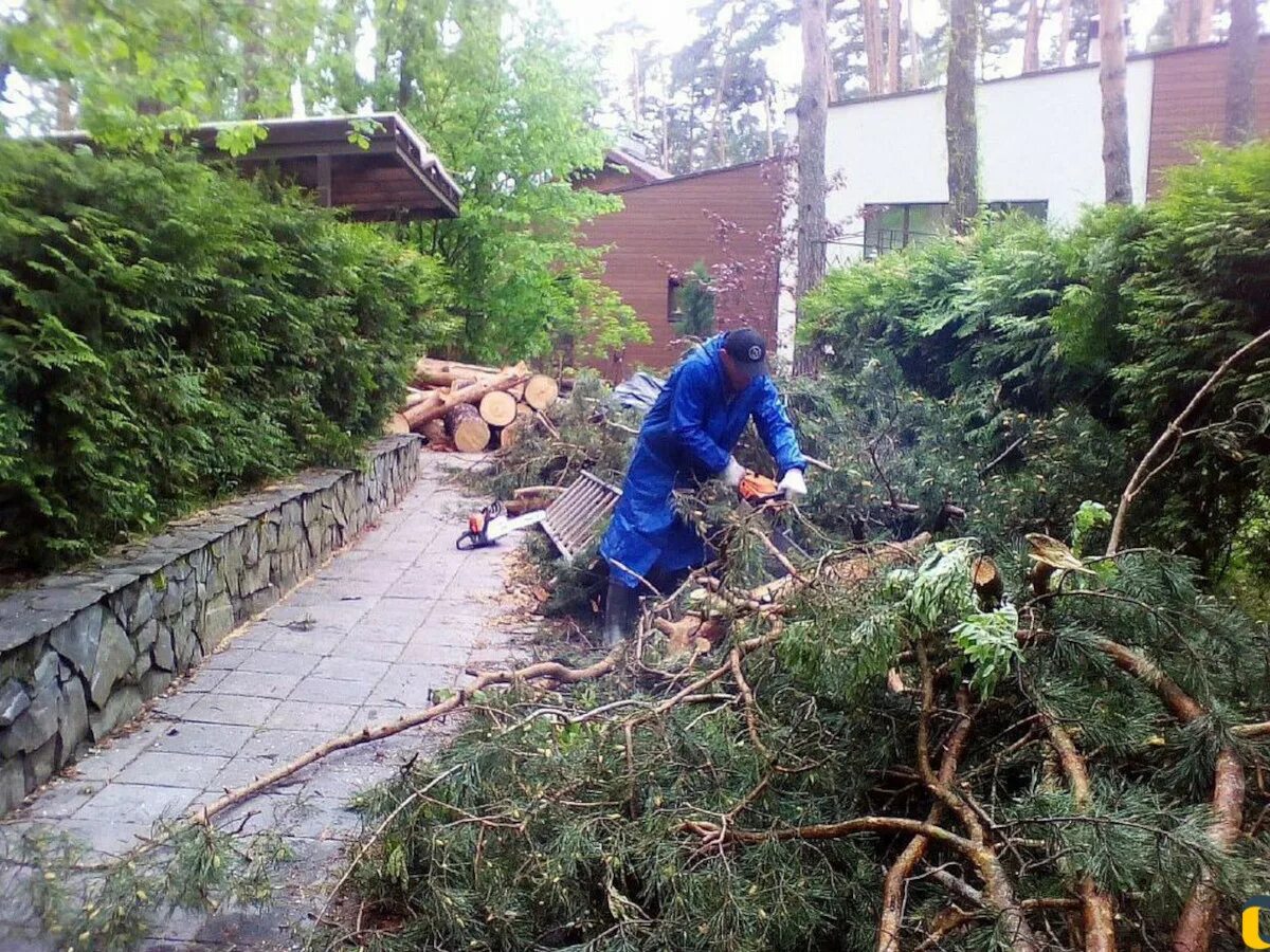 Спил деревьев в ростове. Расчистка участка. Уборка участка. Спил деревьев расчистка участка. Уборка и расчистка участка.