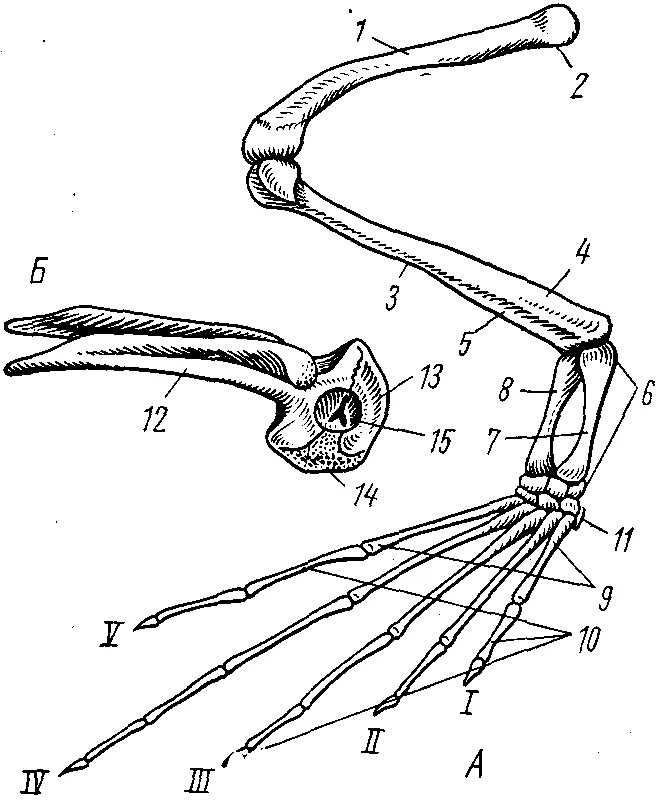 Скелет верхней конечности птицы. Задняя конечность и тазовый пояс лягушки сбоку. Пояс задних конечностей лягушки. Строение задней конечности лягушки. Строение поясов конечностей лягушки.