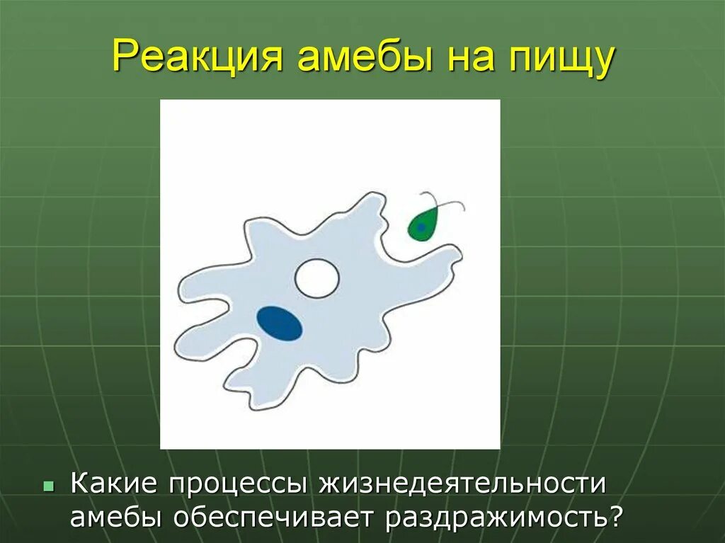Жизнедеятельность амебы обыкновенной. Амёба обыкновенная жизнидеятельность. амеба обыкновенная анаэроб. дыхание амебы обыкновенной. процессы жизнедеятельности амебы.