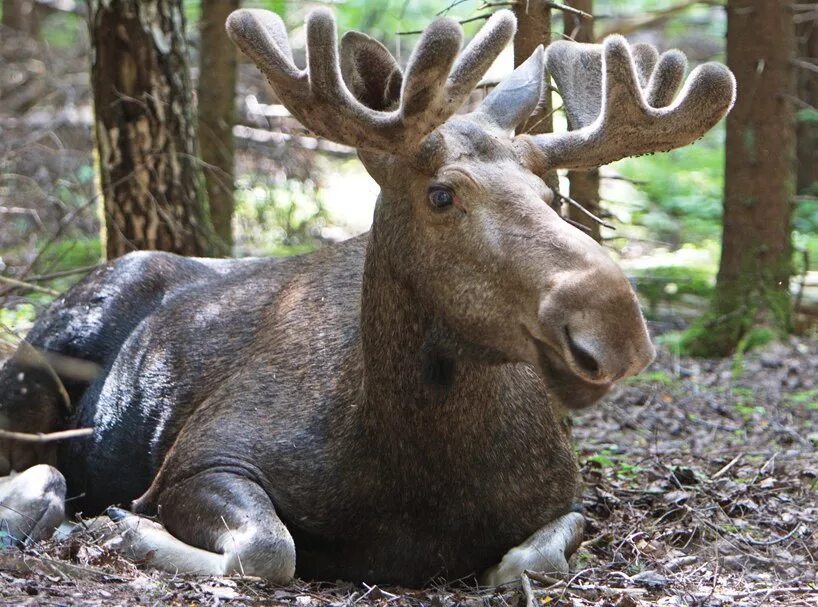парк лосиный остров. заповедники москвы фото. природный национальный парк лосиный остров. заповедники москвы фото. заповедники москвы фото.