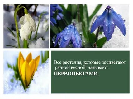 Первоцветы цитаты