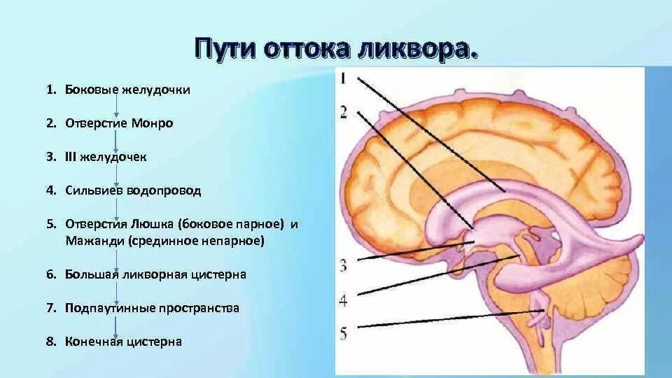 . IV желудочек головного мозга пути оттока спинномозговой жидкости. Циркуляция ликвора анатомия схема. Схема оттока цереброспинальной жидкости. Схема циркуляции спинномозговой жидкости.