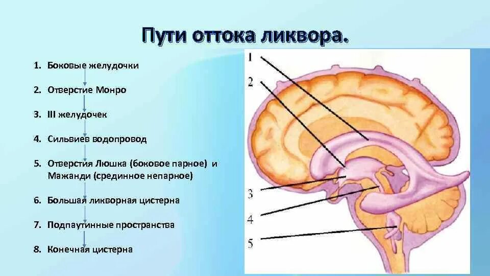 Образования желудочков мозга