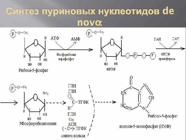 Трансляция атф. Реакции биосинтеза пуриновых нуклеотидов. Схема биосинтеза пуриновых нуклеотидов. Биосинтез пуриновых мононуклеотидов. Биосинтез пуриновых нуклеотидов биохимия.